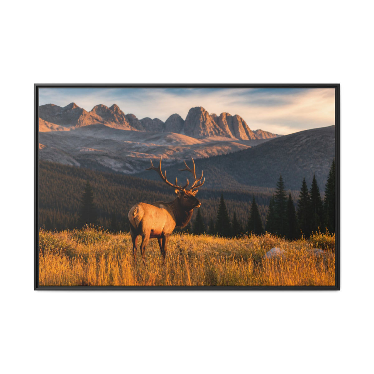 Elk Golden Hour Canvas Wall Art Print Ready to Hang