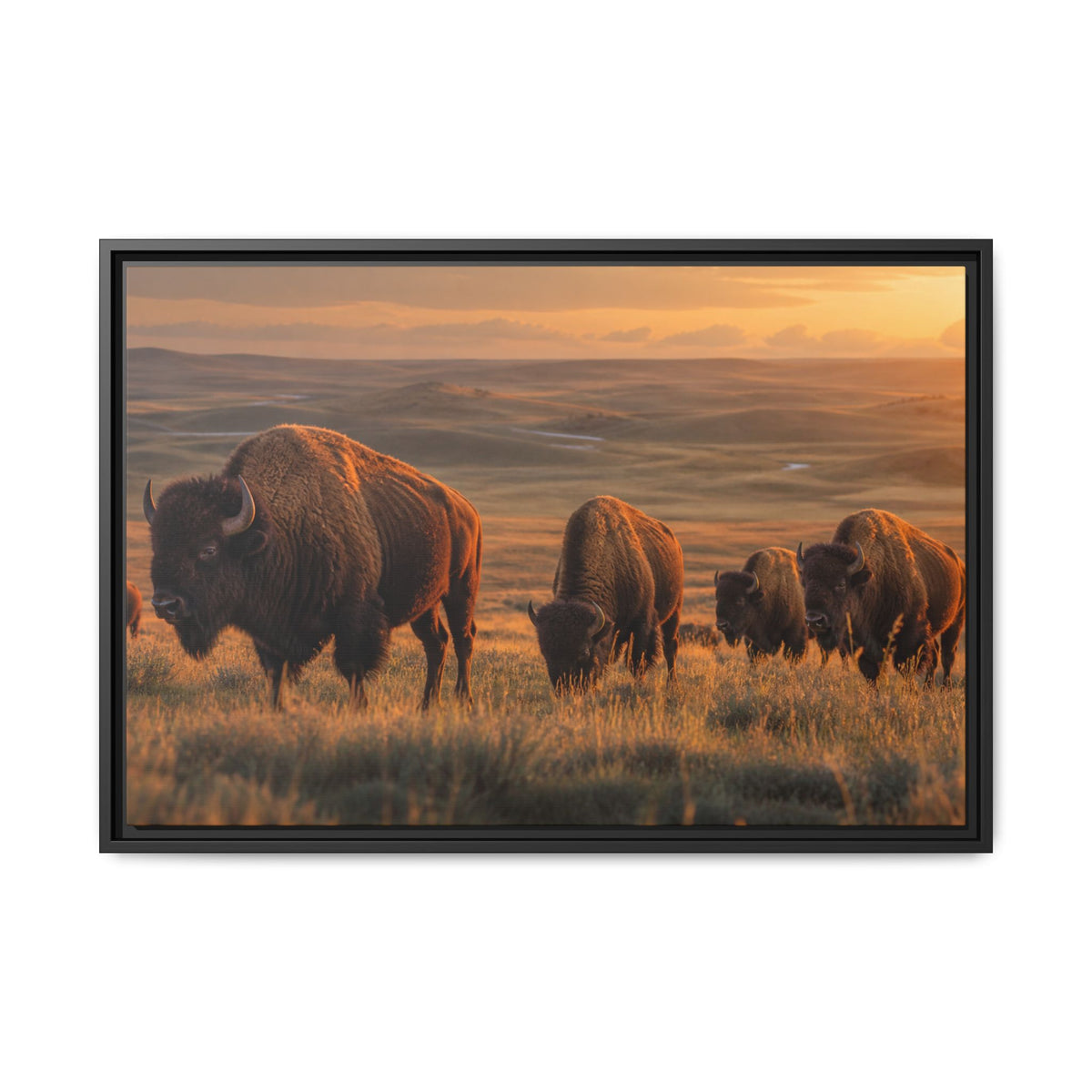 Bison Plains Golden Hour Canvas Wall Art Print Ready to Hang