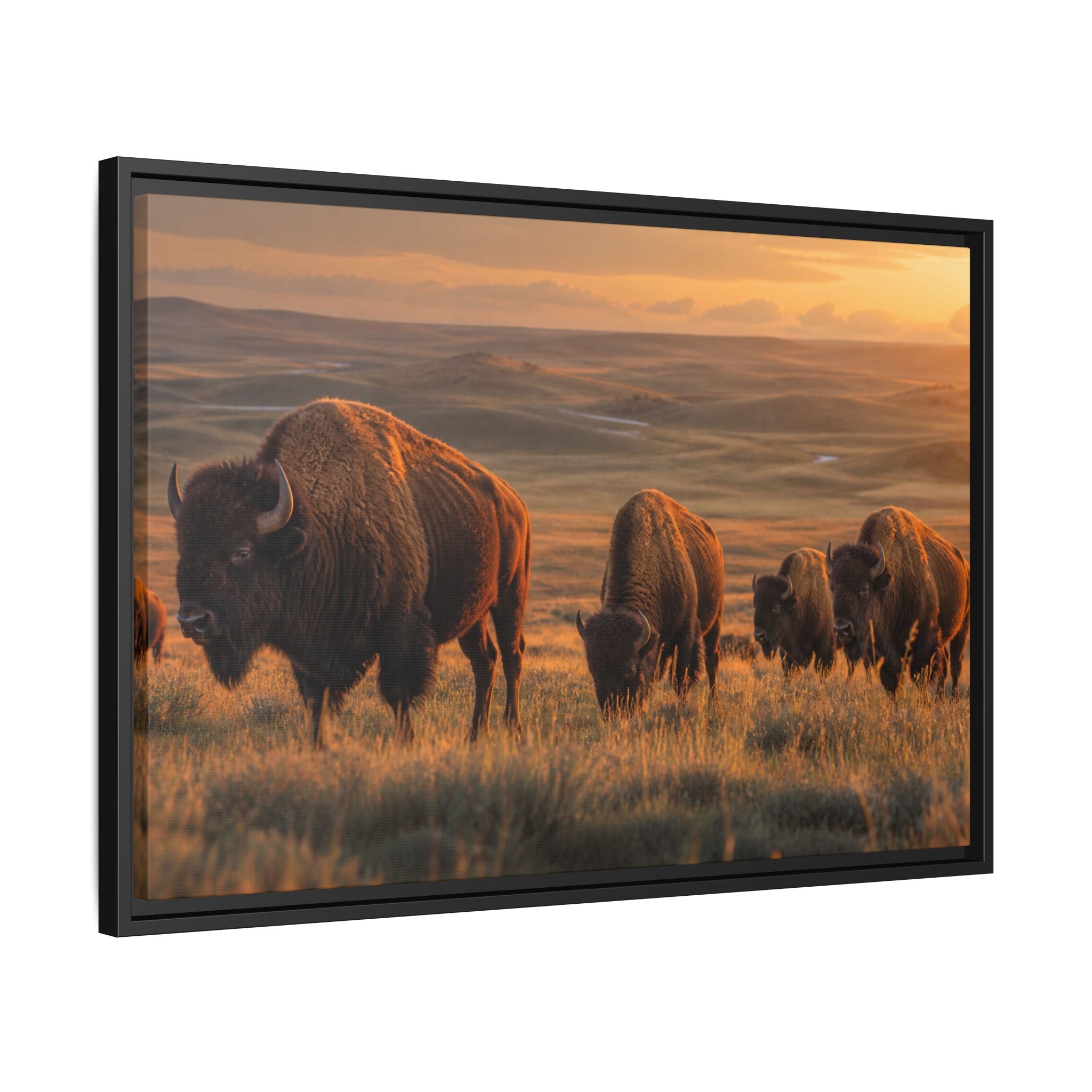 Bison Plains Golden Hour Canvas Wall Art Print Ready to Hang