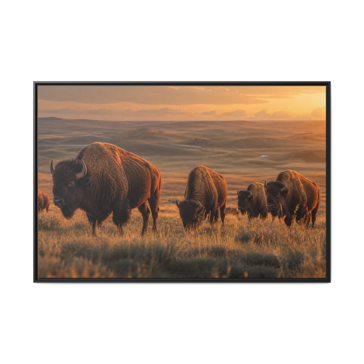 Bison Plains Golden Hour Canvas Wall Art Print Ready to Hang