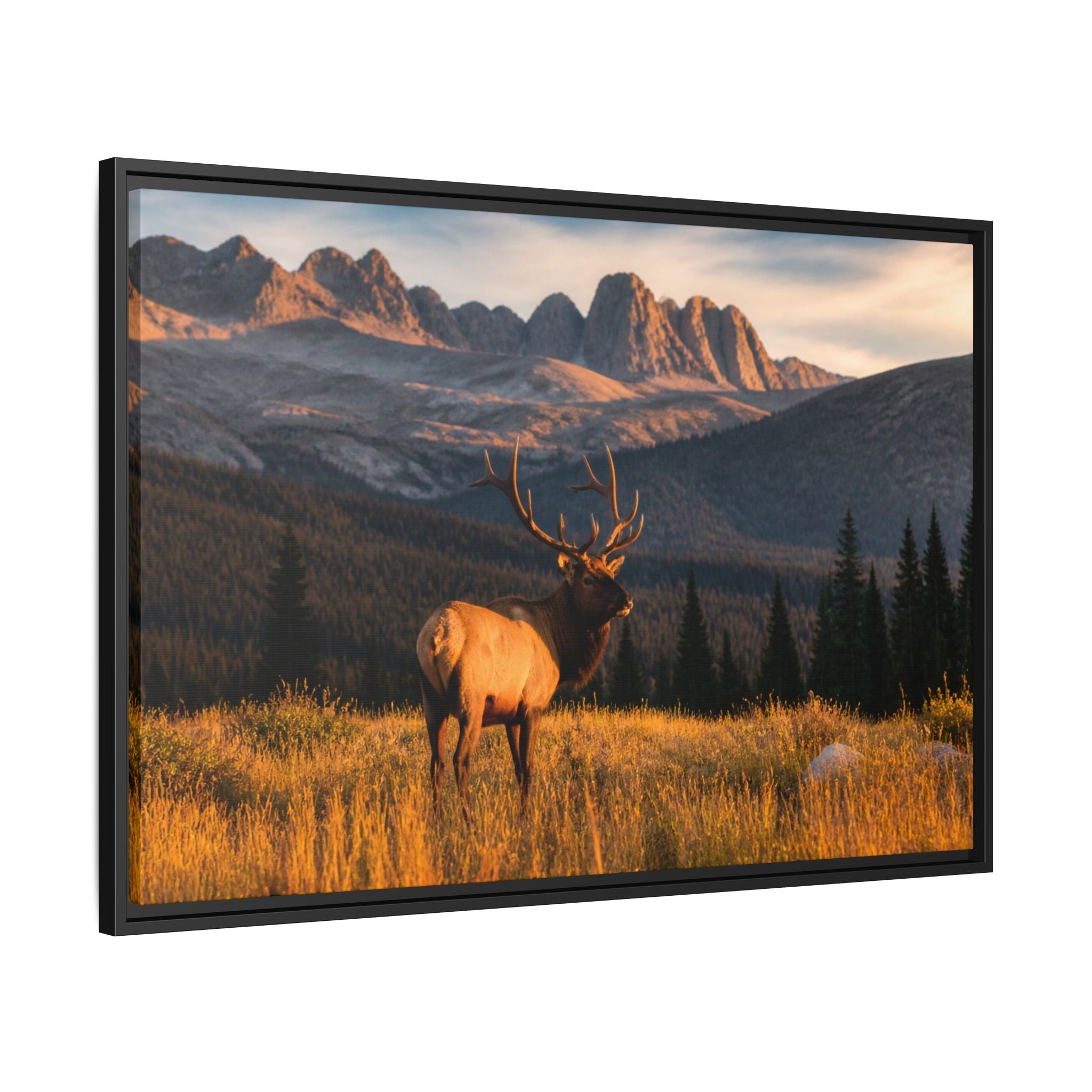 Elk Golden Hour Canvas Wall Art Print Ready to Hang