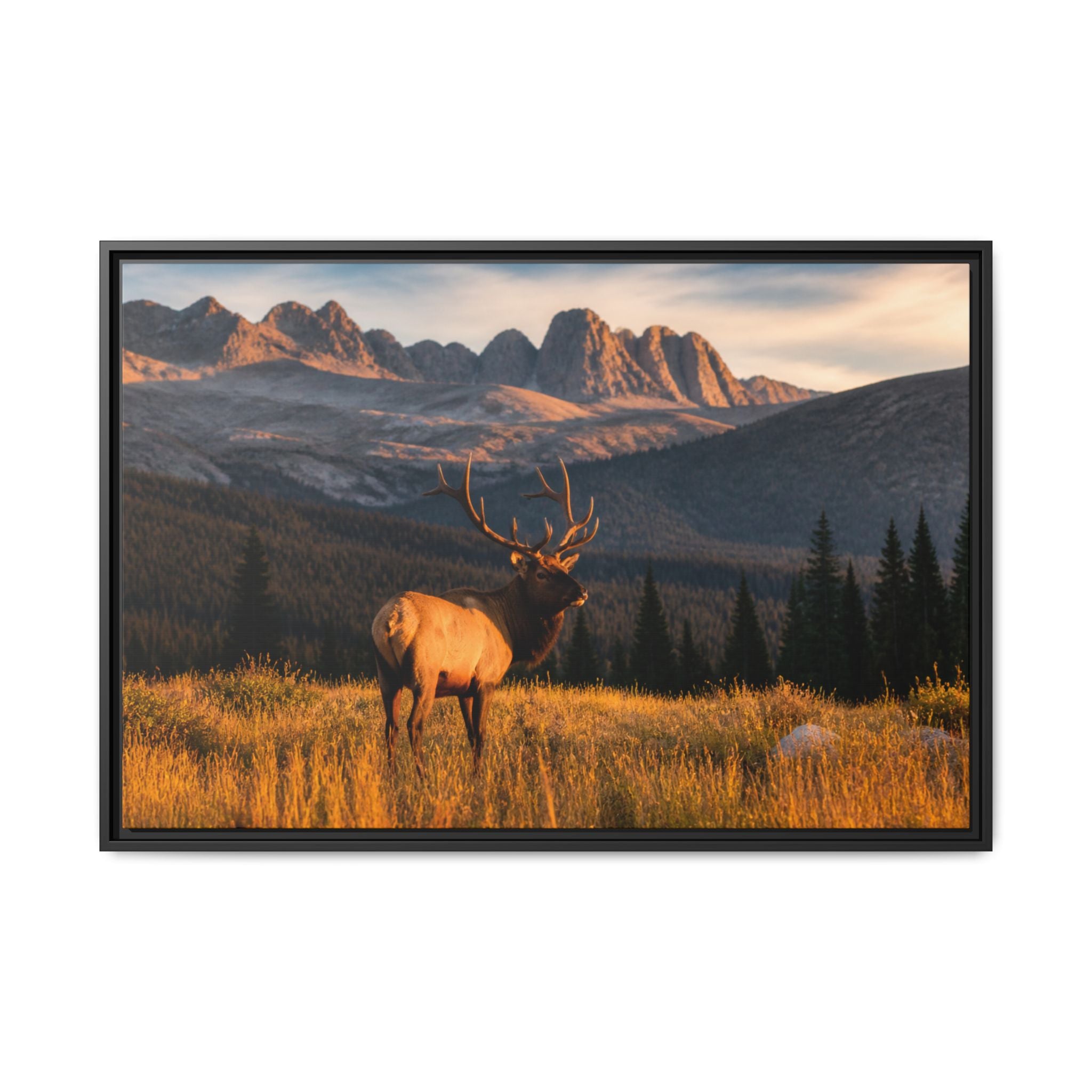Elk Golden Hour Canvas Wall Art Print Ready to Hang