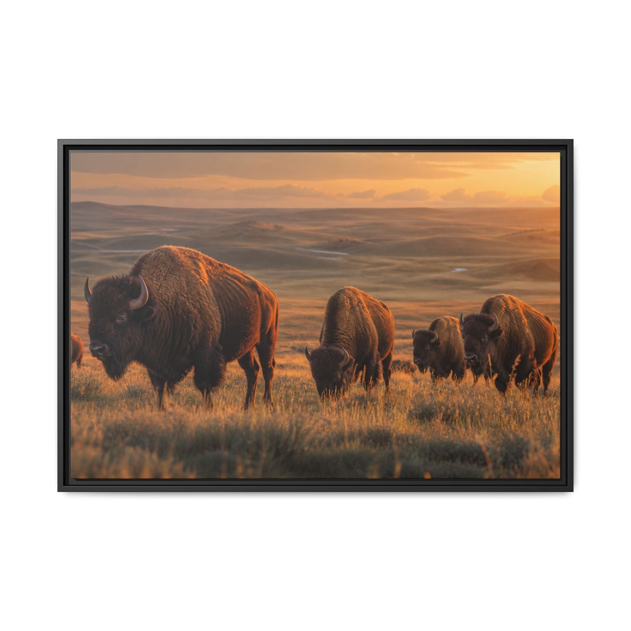 Bison Plains Golden Hour Canvas Wall Art Print Ready to Hang