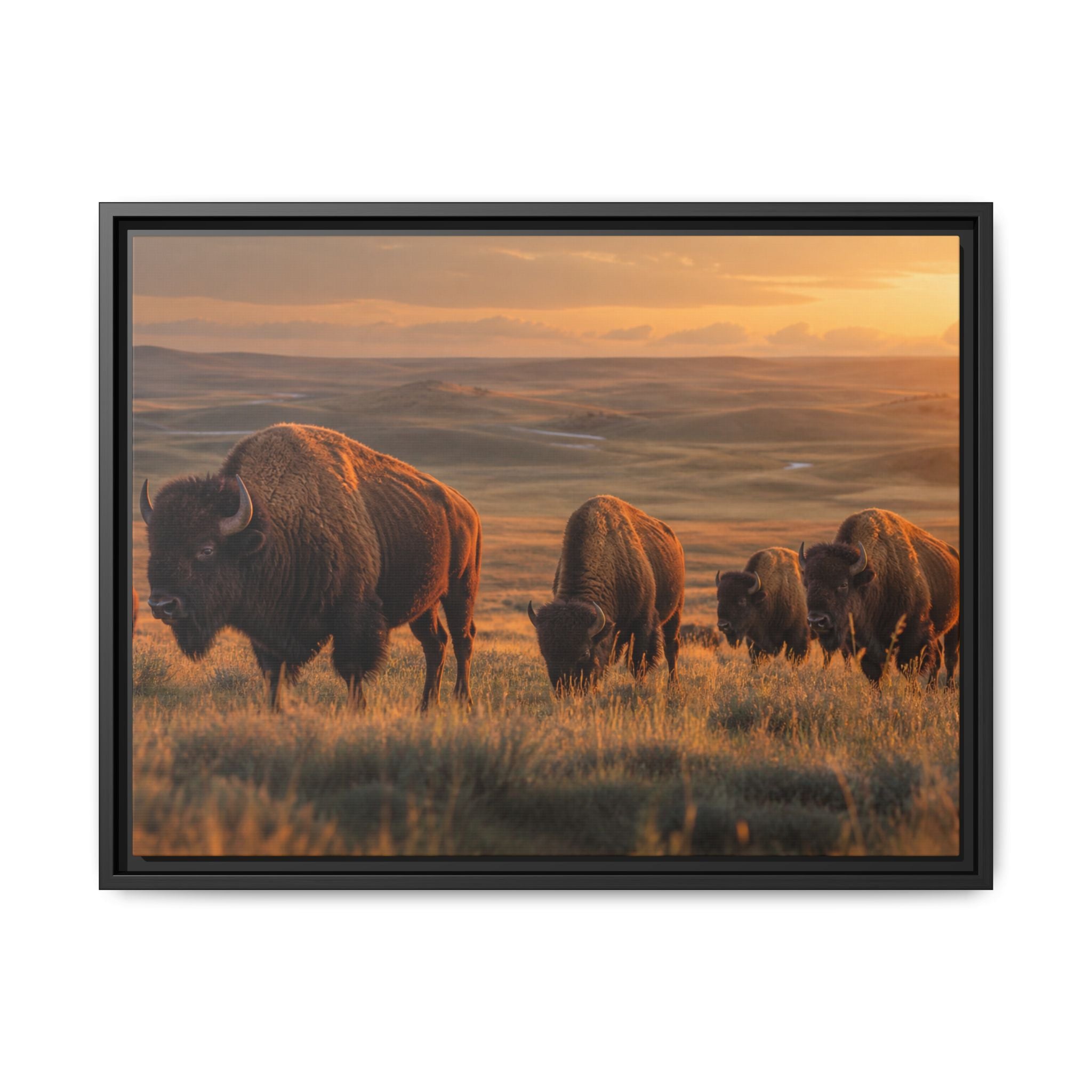 Bison Plains Golden Hour Canvas Wall Art Print Ready to Hang