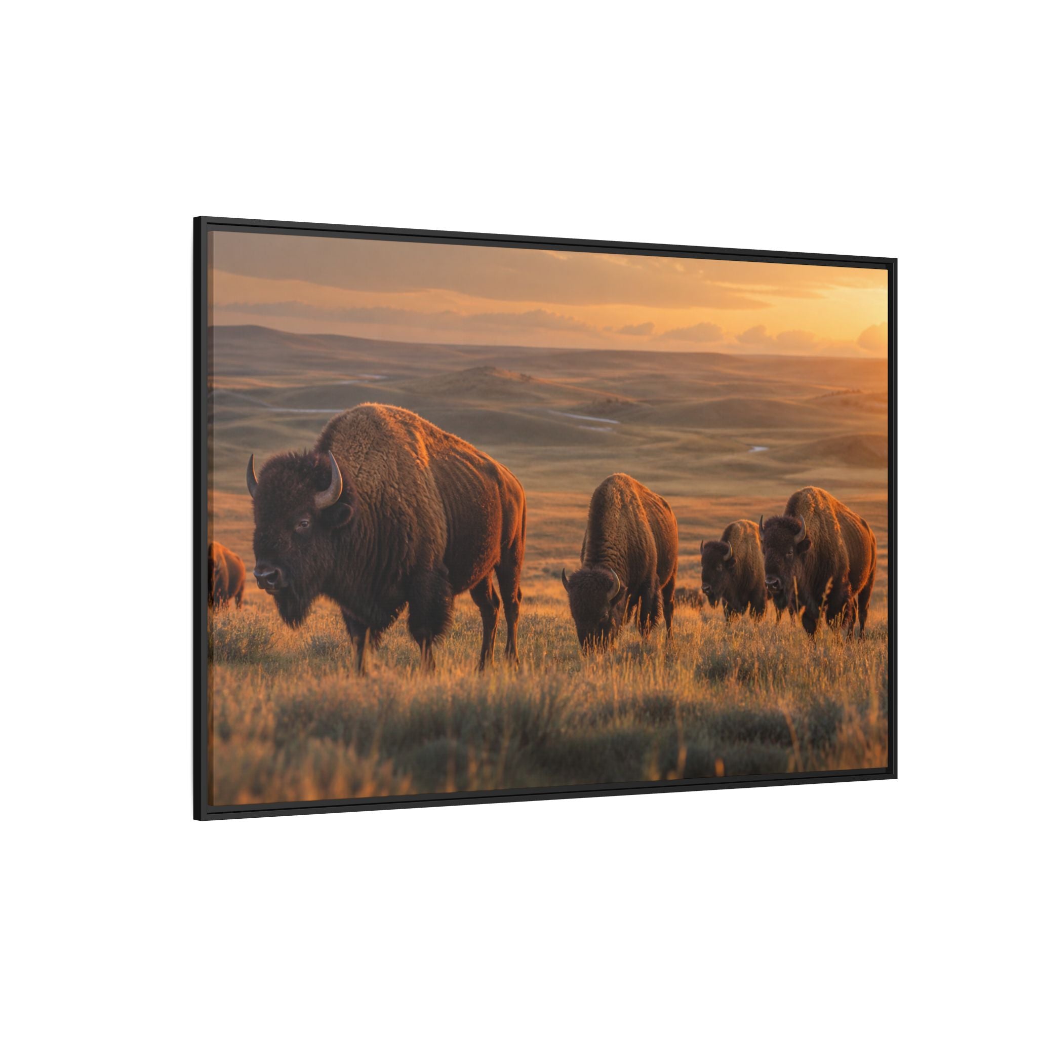 Bison Plains Golden Hour Canvas Wall Art Print Ready to Hang